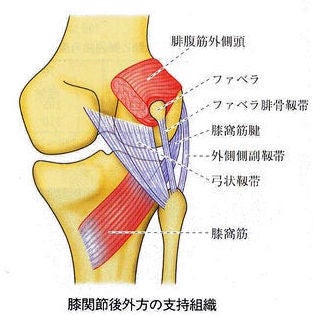 うちなー柔整師の勉強日記変形性膝関節症（knee osteoarthritis : 膝OA）