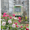 都電荒川線の画像