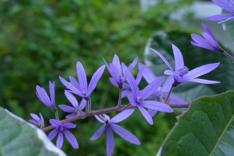 ムラサキツクバネカズラ 沖縄 野の花賛花のブログ