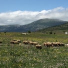 羊の群れと道に迷ってアマルフィ☆イタリア旅行記☆ドライブ編の記事より
