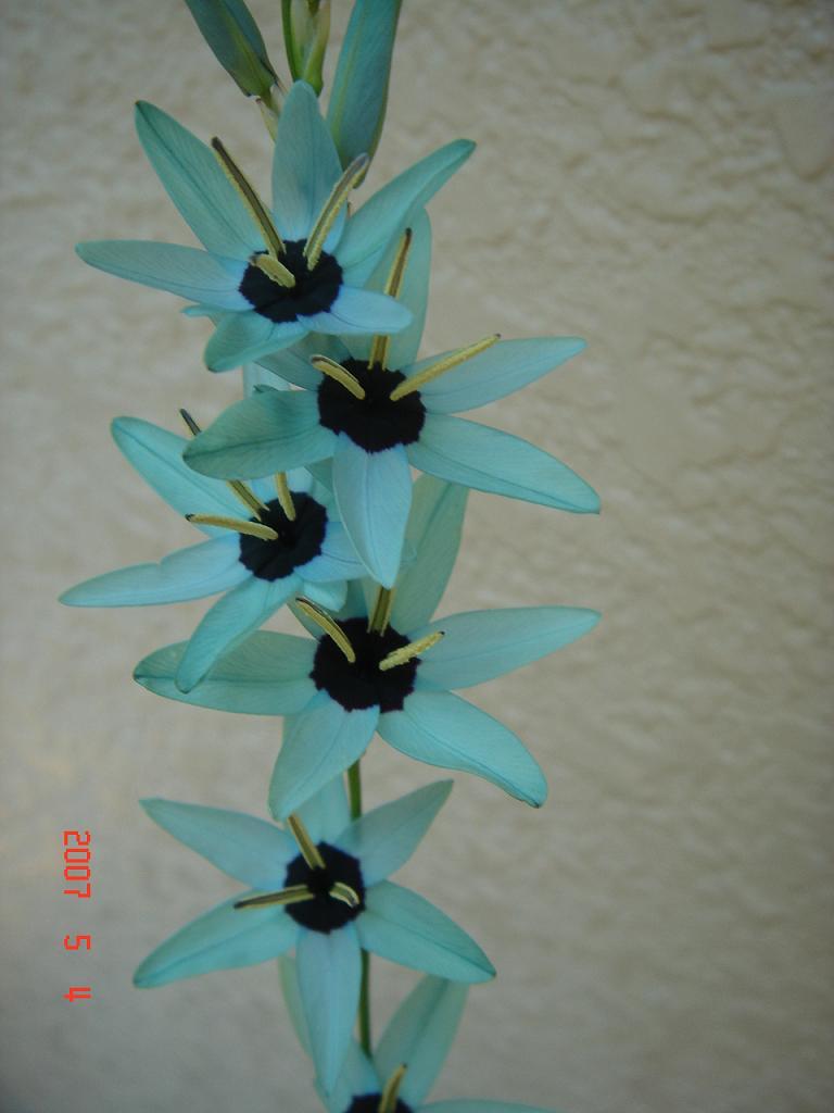 ５月１６日 誕生花 イキシア 花言葉は団結 開花すると華やかで明るく雰囲気が一変する素敵な花 札幌 骨格矯正立体カット 美容室オンデマンドのブログ