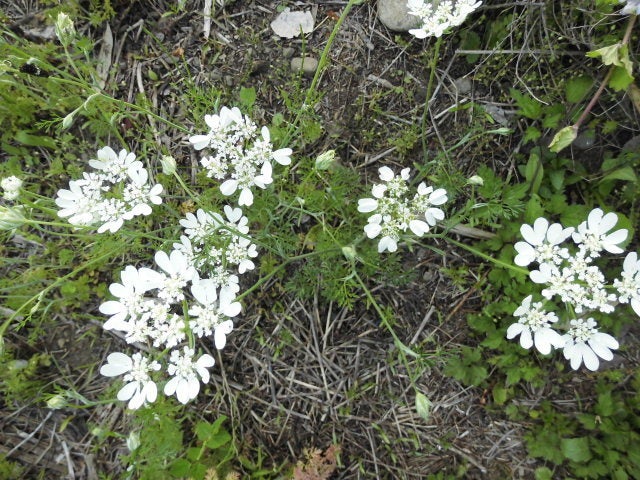 オルレア 乾燥日向の場所でこぼれ種で増える白いレースのような花 マイガーデン 花のメモ