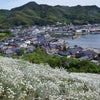 因島重井の除虫菊の画像