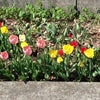 ならんだ、並んだチューリップの花が・・・の画像