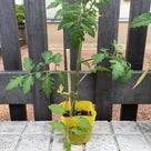 屋上菜園ソラドファーム 苗を植えました！①の記事より
