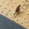 雀ちゃんの画像
