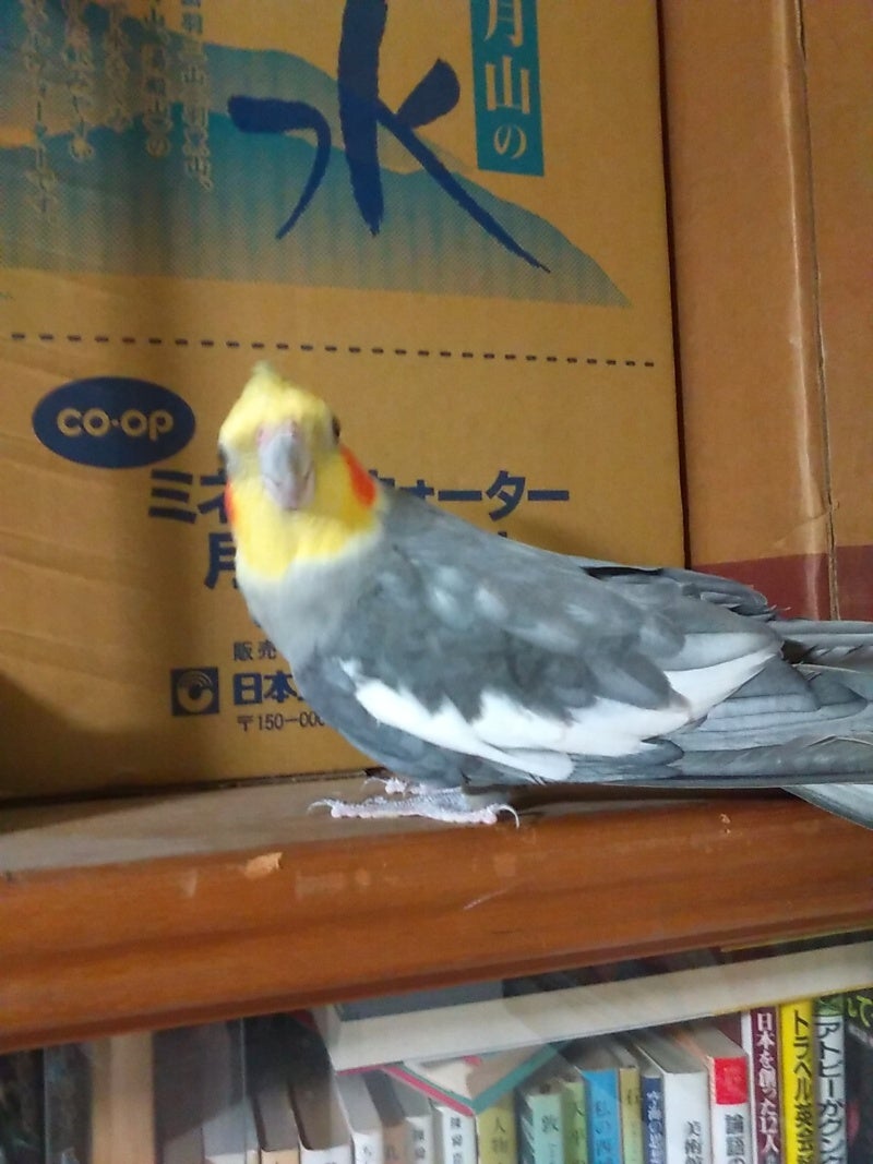 オカメのピーちゃん 中型インコの落ち着き 身近な あはれ なこと などを書ければ
