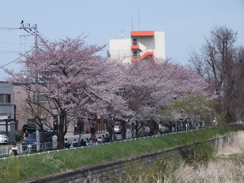 つぼみから咲くまで！！４月２７～５月３日の桜＆ちょっとだけ梅の記事より
