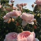 9/18 19 花 さく 私 のDM撮影してきましたっの記事より