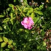 薔薇のトップバッター　沖縄県産シマバラの画像