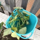 屋上菜園ソラドファーム 苗植えました〜！②の記事より