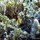 サイパン 5/24 ダイビング Tinian Grotto, Tinian Flemingの記事より