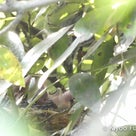 我が家でバードウォッチング【鳥の棲む庭】:ヒヨドリのヒナが無事に巣立ち！夜の巣はどうなっている？の記事より