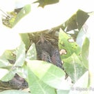 我が家でバードウォッチング【鳥の棲む庭】:ヒヨドリのヒナが無事に巣立ち！夜の巣はどうなっている？の記事より
