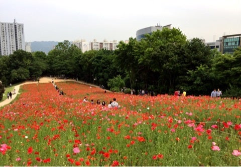 ソウルにあるバラ園 ポピー畑 オリンピック公園駅 韓国いろいろ Food Korean Tourism ソウルにあるバラ園 ポピー畑 オリンピック公園駅 韓国いろいろ Food Korean Tourism
