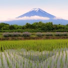 富士山と菖蒲のしょうぶとかマーガレットとかルピナスとかハーブの画像の記事より