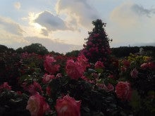 夕方の薔薇園