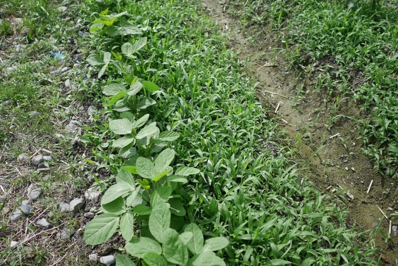 除草剤を使わず雑草は肥料に 健康な土で美味しい農業