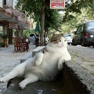 【2016千葉松戸市版】野良猫トラブルにお困りの方へ　一体どうすりゃ？FAQ＆地域猫活動のススメの記事より