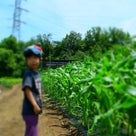食育＆東京でプチっと田舎体験♪　田植えをしてきました～！の記事より