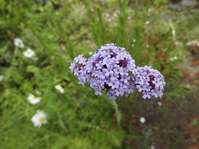 三尺バーベナ ボナリエンシス 長い茎の先に 薄紫の小さい花が密集してたくさん咲く マイガーデン 花のメモ