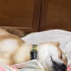 寝顔の画像