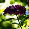 明月院の紫陽花の画像