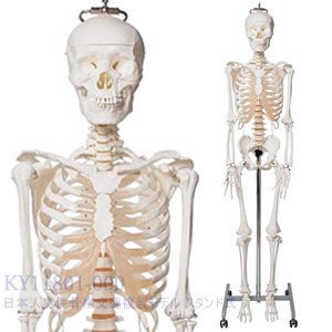 人体骨格模型 閲覧注意 骸骨模型あり 硝子の夢世界