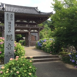 画像 福知山市の観音寺のあじさい の記事より 1つ目