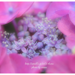 画像 lovely の記事より
