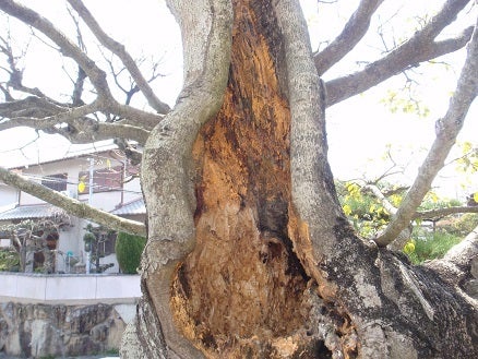 樹医的な作業 老木の治療 植木屋 明秀園 奈良 のブログ 植栽 外構工事 その他なんでも