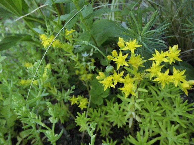 セダム マンネングサ 針状の密集した葉の上に 星形の黄色い小さい花が咲く マイガーデン 花のメモ