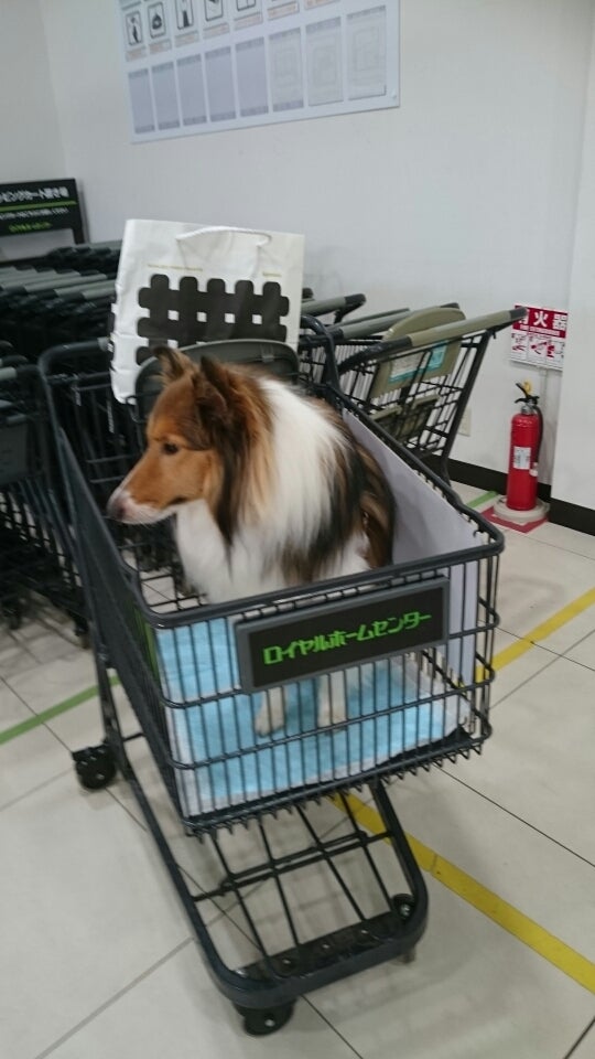 セルフウォッシュでイケメン君 シェルティ スピッツ