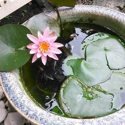 画像 睡蓮が咲きました の記事より 4つ目