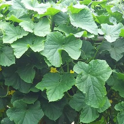 画像 何の花かわかりますか？ の記事より 1つ目