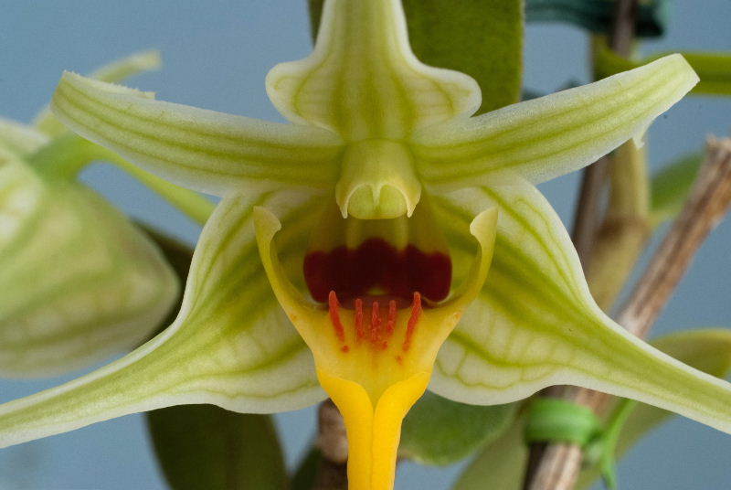 ２０１６年 ６月 「原種」 デンドロビュームの開花 ーその２ー | Dendrobium Photo Gallery