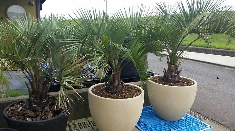 鉢植えココスヤシ | 福井市のヤシの木屋 Fukui Palm
