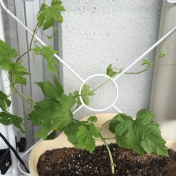 画像 ぶらり「お富士さんの植木市」 の記事より 15つ目