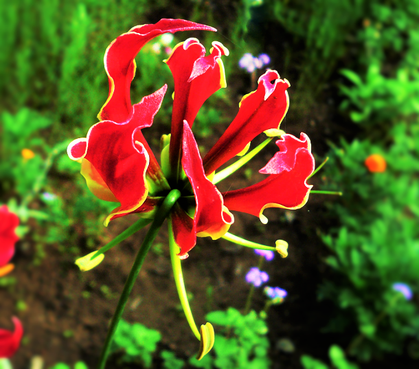 グロリオサ | ちょうさんの花のブログ