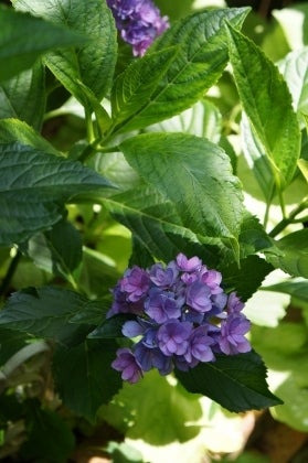 紫陽花の剪定を遅らせても 来年花を咲かせる方法 ママの薔薇のブログ