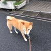 こんな顔の画像