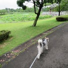 「平成の森公園」の蓮の花が見ごろだったよ♪～埼玉県川島町の記事より