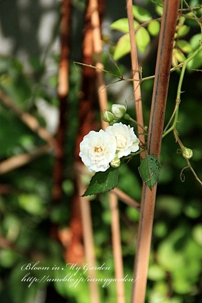 可愛くみえるけどかっこいい花 Bloom In My Garden ココロにおいしい庭づくり ガーデニングブログ