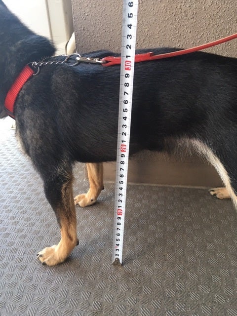 測り 犬 方 体高