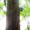 森のツアー始めました☆の画像