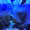 ミドリイシ白化？生きてる？の画像