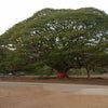 熱狂が生むものの画像