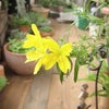 黄色い花の寄植えの画像