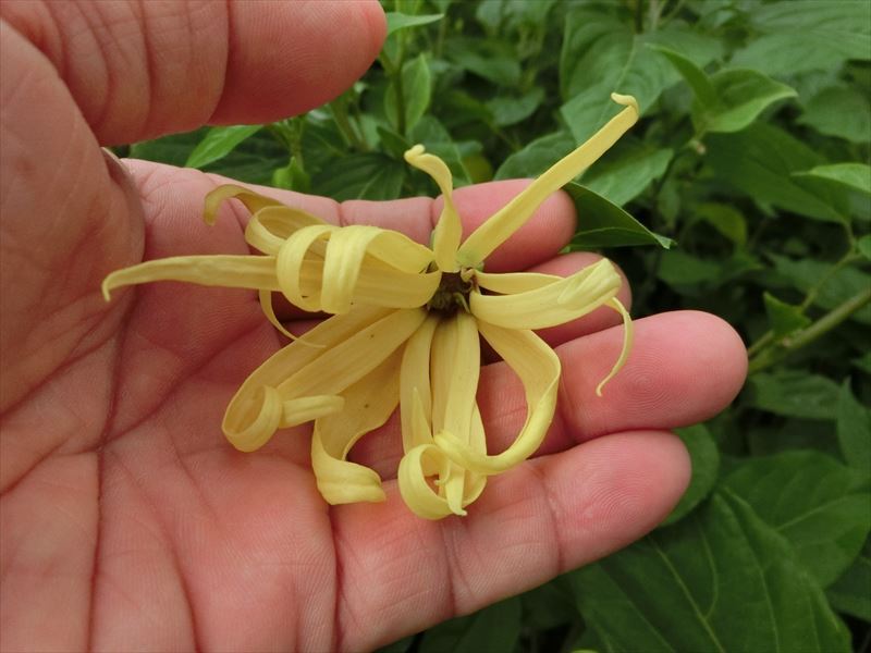 シャネルno5の香り イランイランの木 育種 世界で一つの花を創る Bossのブログ