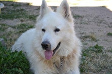 スイスの白い牧羊犬として知られるホワイト シェパード For All Dogs